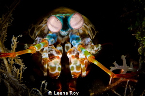 Mantis shrimp by Leena Roy 